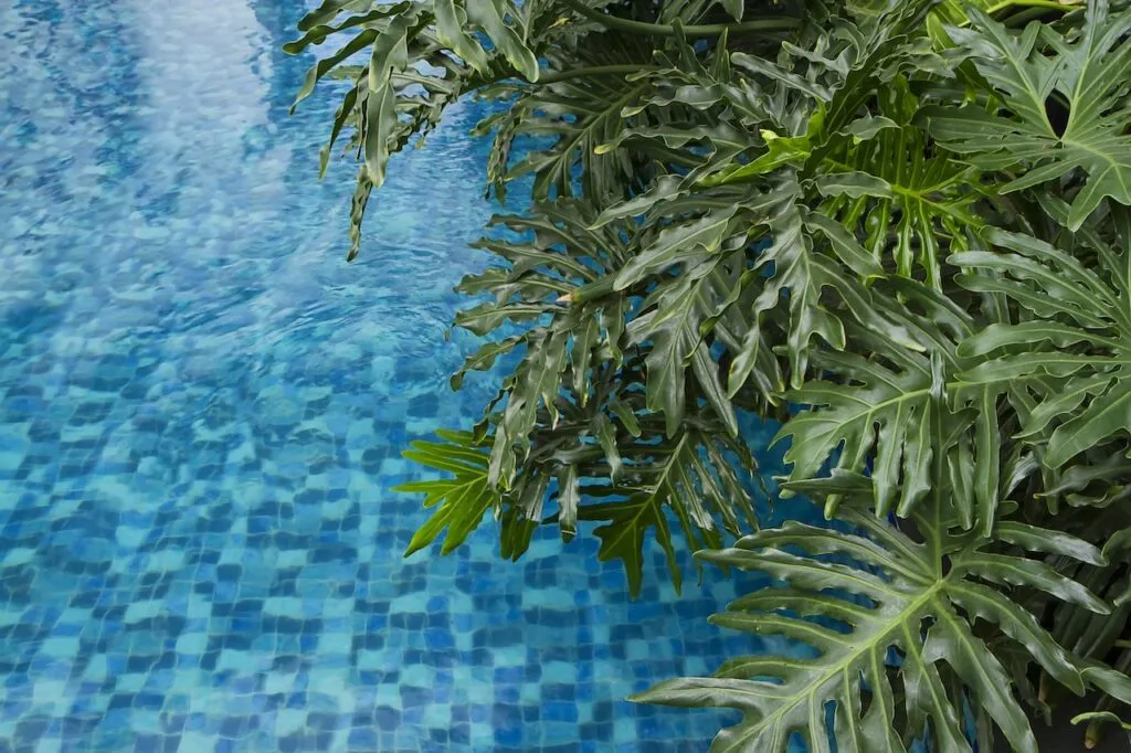 green leaf monstera plant near pool